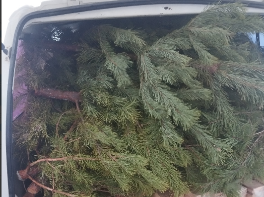 30 елей не выпустили из Саратовской области