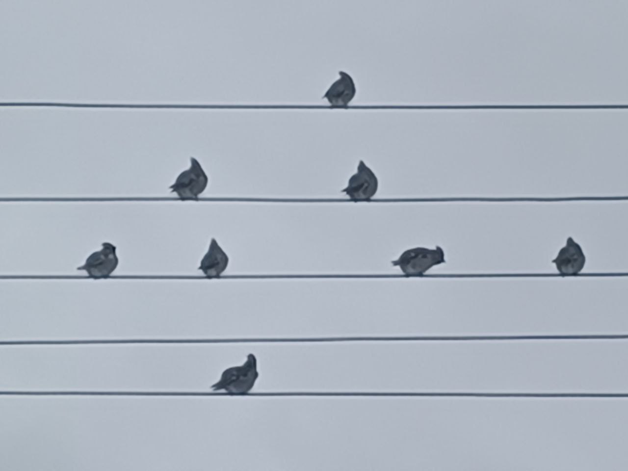 Аткарский район "атаковали" свиристели