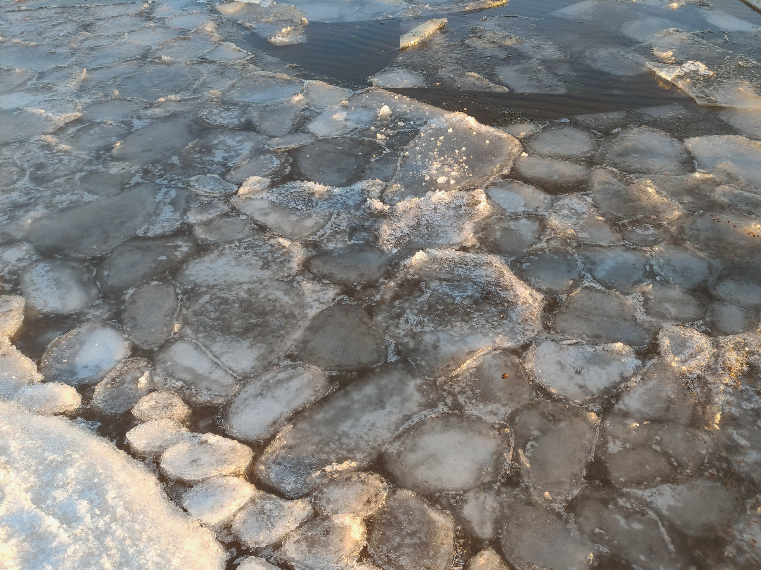 "Блинчатый лед" заметили в Волге у Саратова