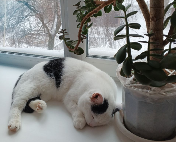 Четверг будет морозным в Саратове