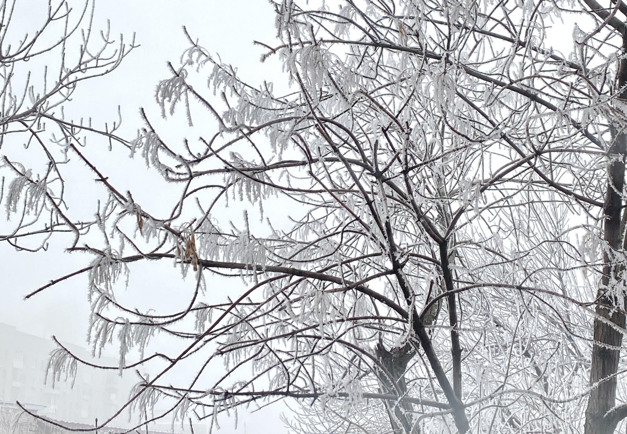 Для саратовцев выходные пройдут "как в тумане"