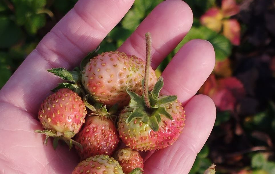 Эксперт Вавиловского университета рассказал о неожиданной пользе аномального начала зимы