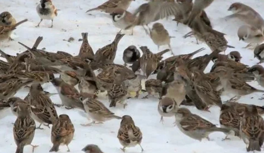 Эксперты объяснили, как будут считать воробьев в рамках переписи
