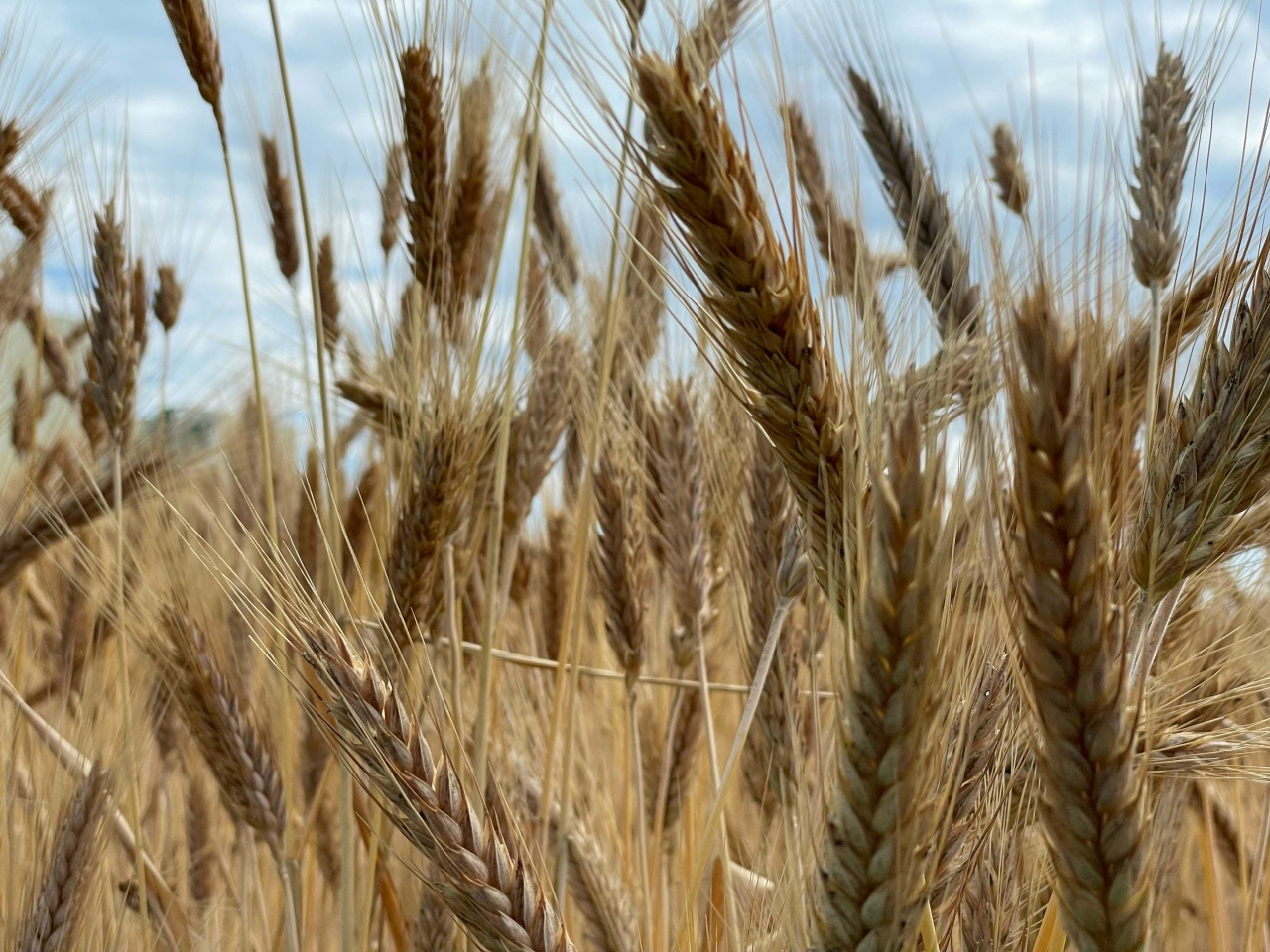 Местный инвестор вложит 600 млн рублей в мукомольный завод в одном из районов Саратовской области