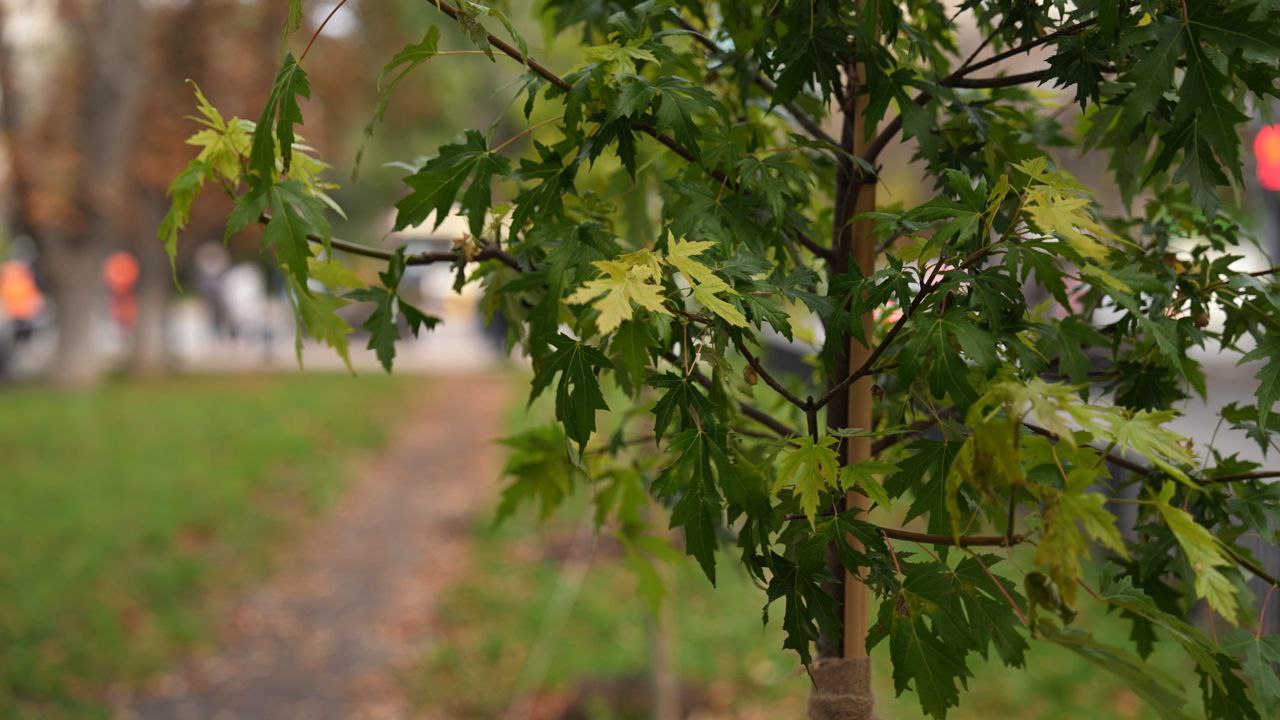 На озеленение Саратова планируют выделить 20 млн рублей