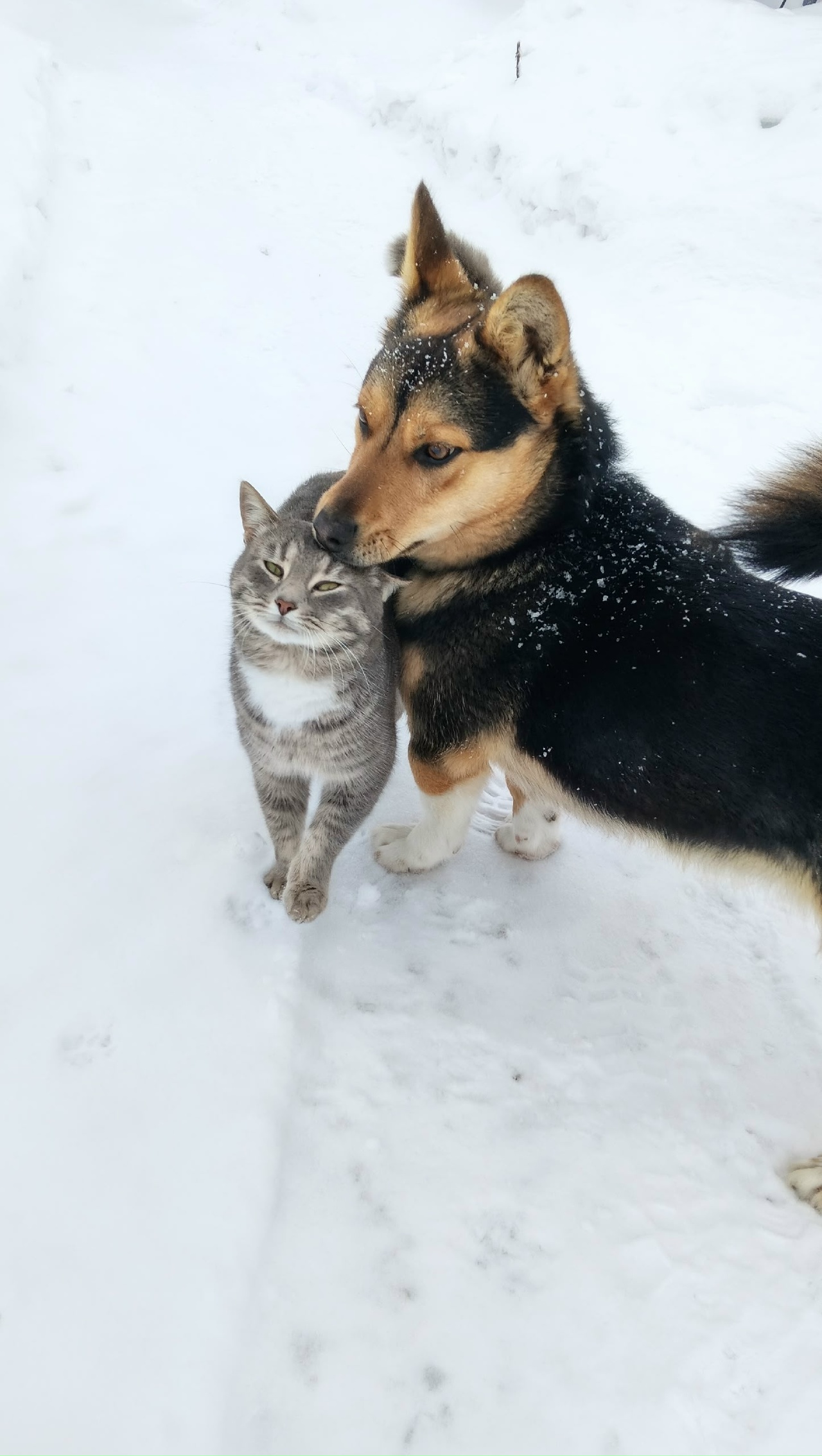 Начало недели в Саратове будет морозным