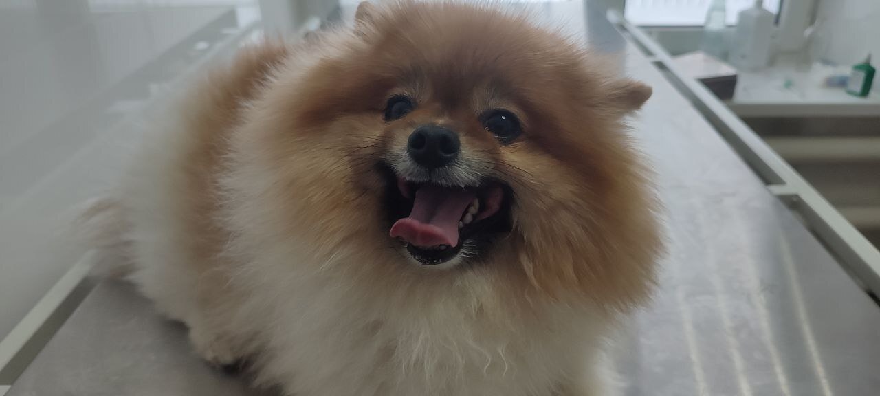 Праздничные "вкусняшки" обернулись аллергией для саратовского пса Кузи