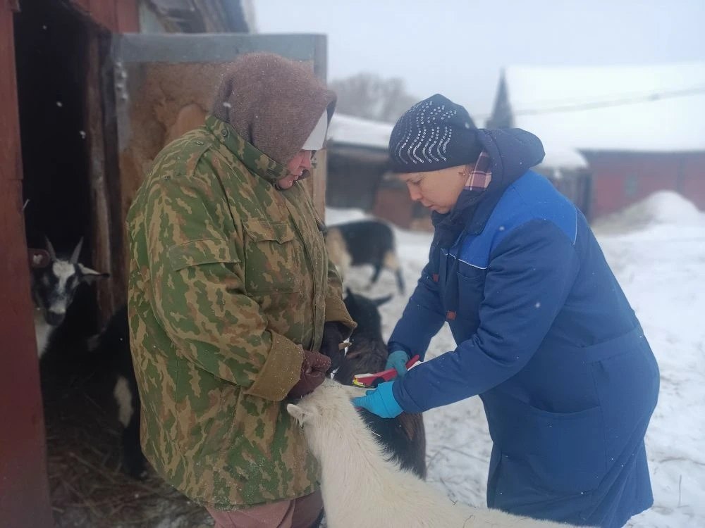 Рогатый скот.jpg