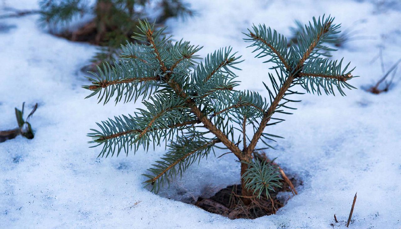 Саратовская область получит 25 млн рублей на модернизацию теплиц лесопитомников