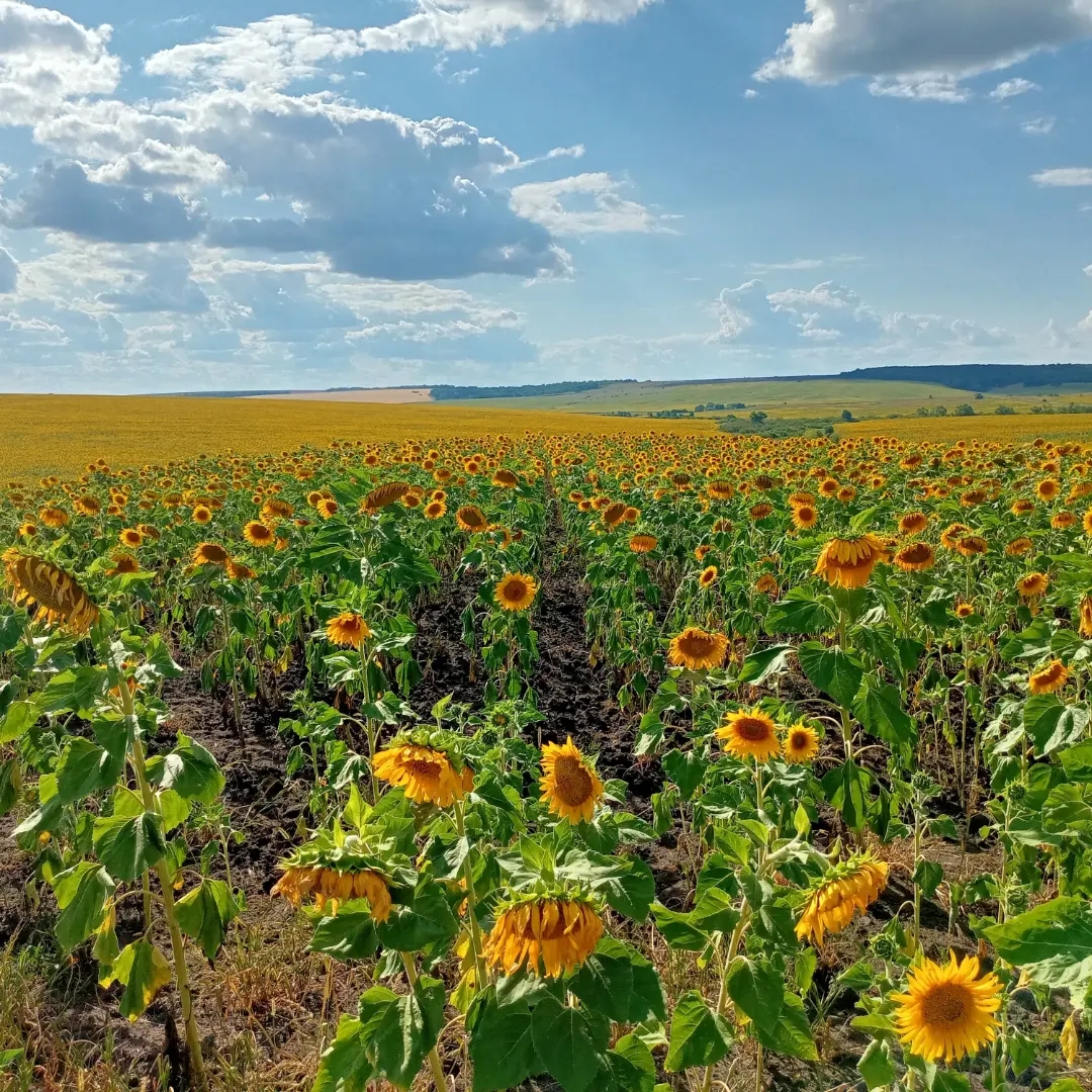 Саратовская область заняла первое место в Приволжском федеральном округе по объему урожая