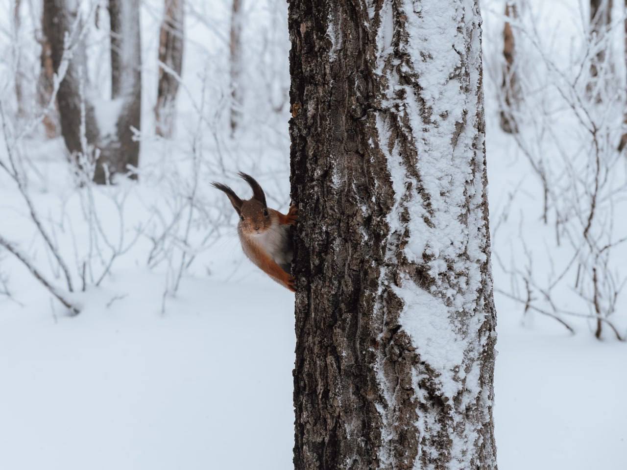 Саратовские школьники покормили белок во время прогулки по новой экотропе в Ленинском районе