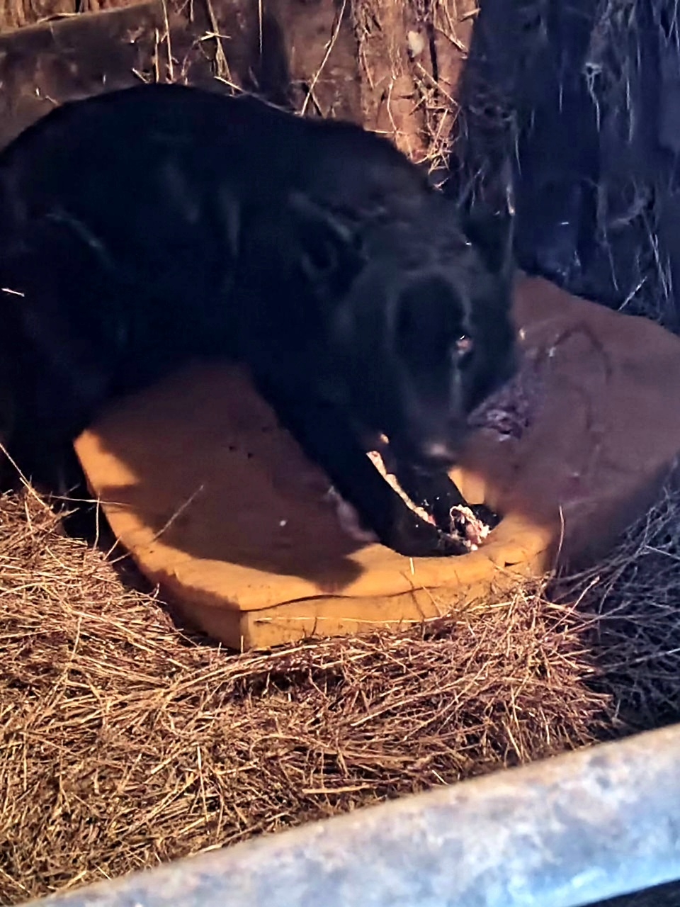 Саратовские ветеринары прооперировали собаку с вросшей в шею цепью