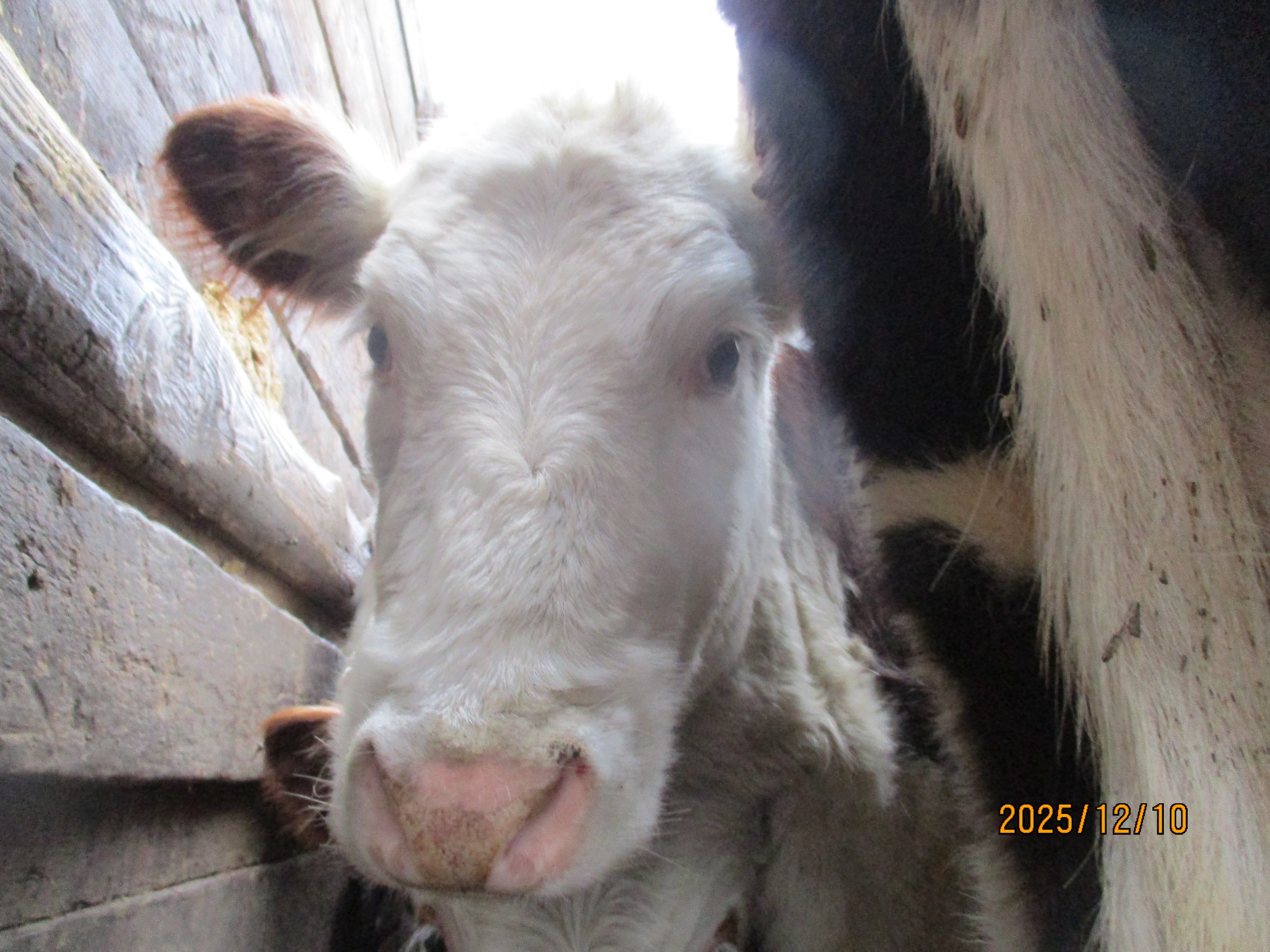 Саратовских коров "без документов" не пустили в Пензенскую область