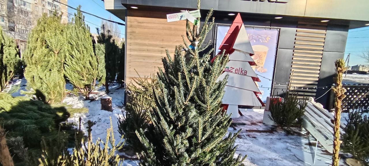 Саратовцам предлагают сосны и пихты от 600 до 50 000 рублей