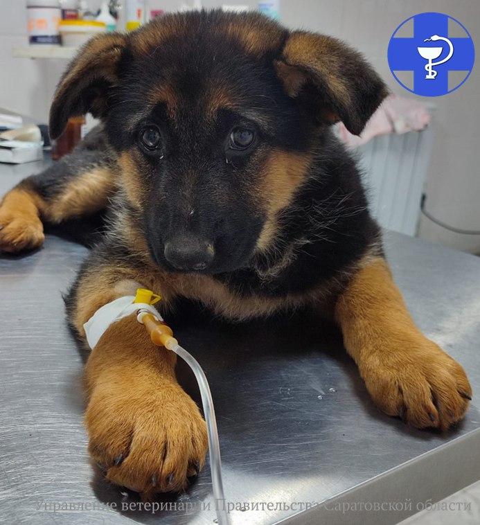 Саратовцам рассказали о первых симптомах опасного для собак заболевания