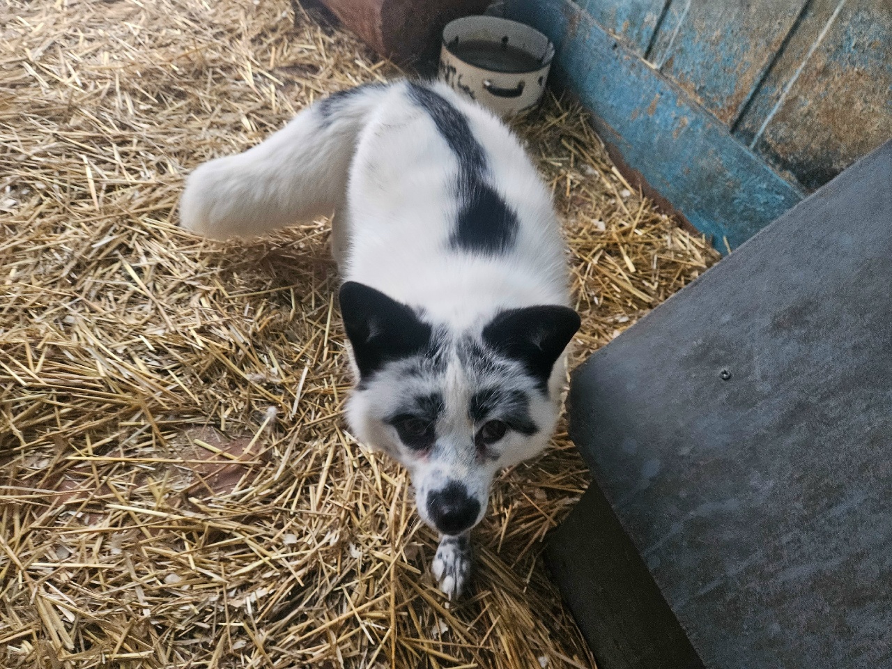 Саратовцам рассказали про енотовидную собаку Мишу и хулигана-песца Федора