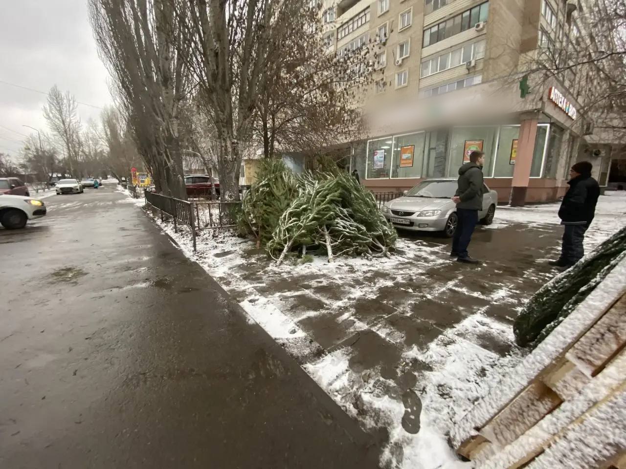 Саратовцев призывают покупать ели только на официальных площадках