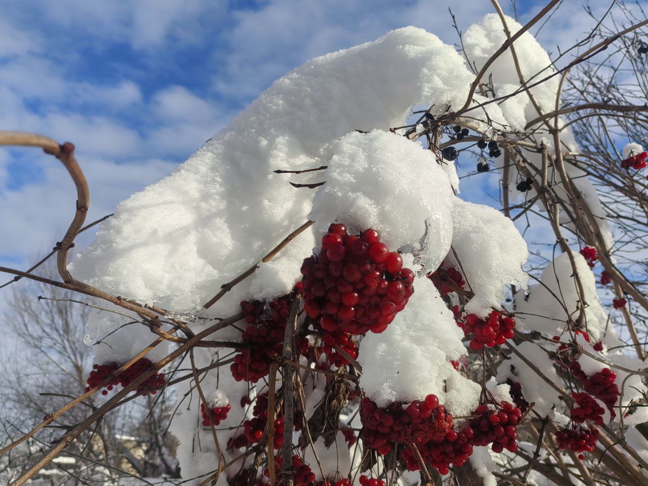 рябина, веточки, дерево, зима, снег