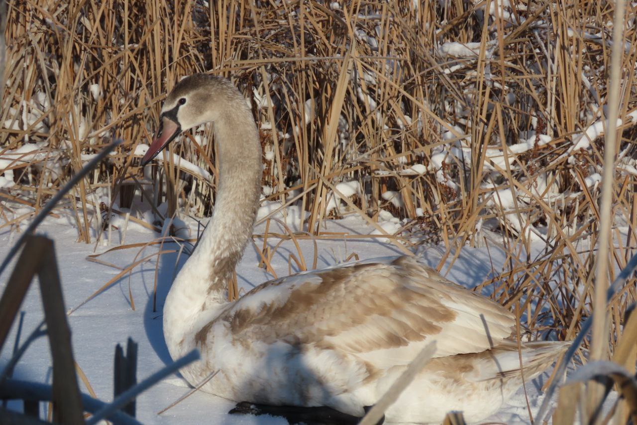 Саратовцы спасают замерзающих лебедей