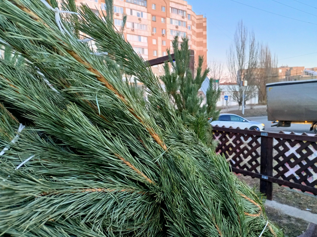 Стали известны адреса елочных базаров в Саратове и Энгельсе