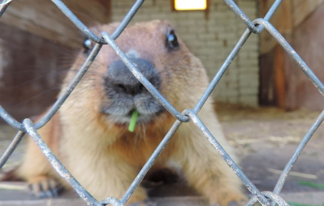 В Хвалынске Друг уснул до весны