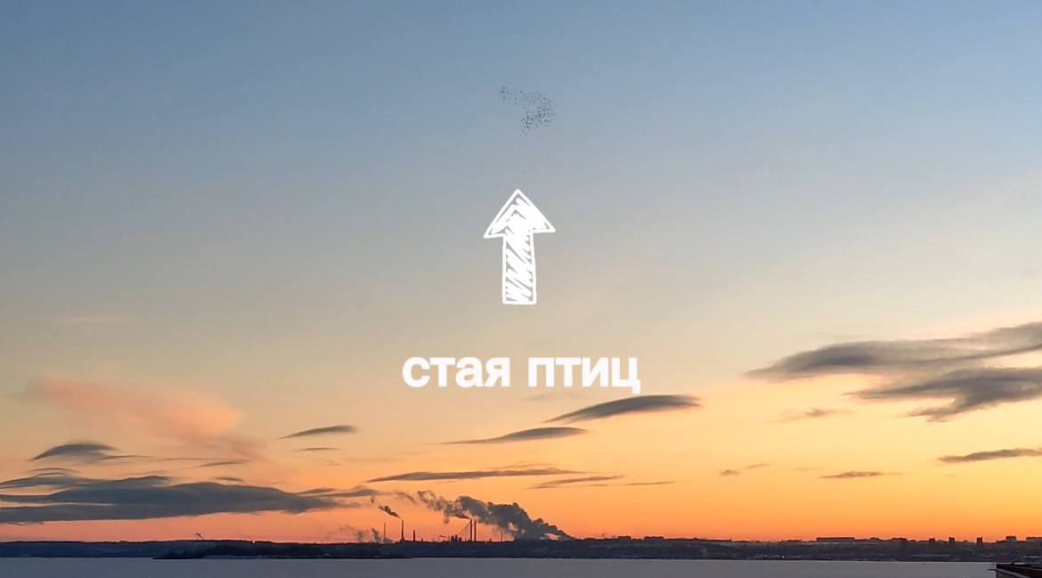 В небе над Саратовом заметили "танцующих" ворон