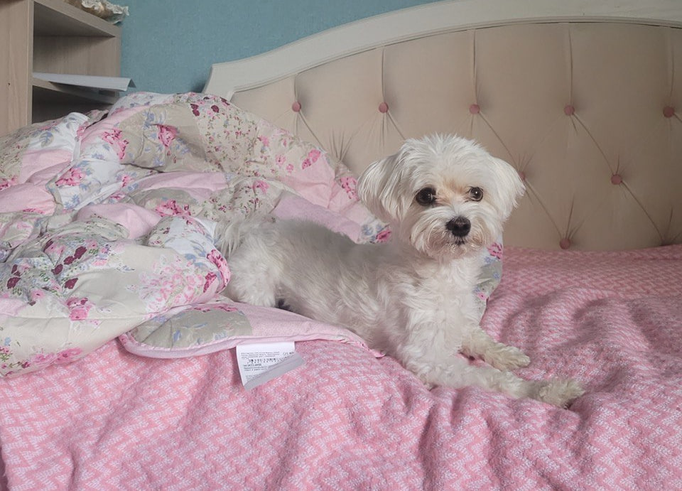 В новогодние праздники ветеринарные службы продолжат работу