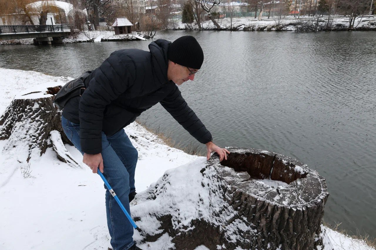 В парке культуры и отдыха им. А.М. Горького срубят 11 деревьев
