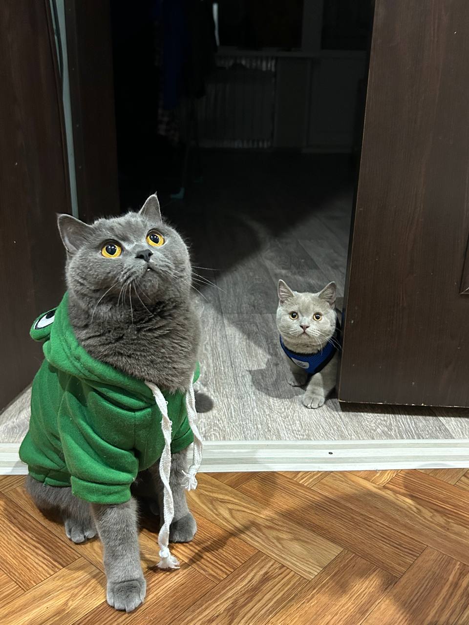 котики, погода.jpg