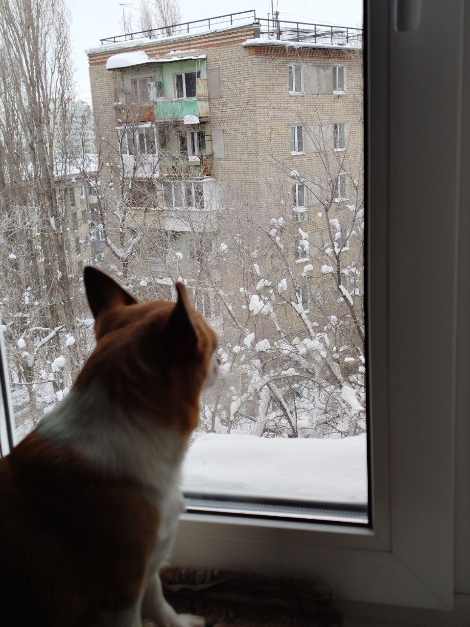 В Саратове сегодня морозно, но без осадков