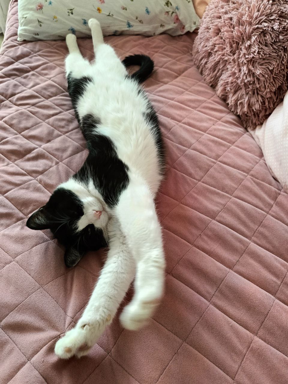 Кот, погода.jpg