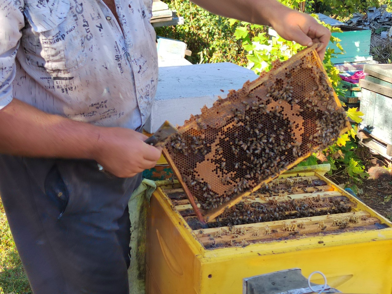 В Саратовской области не поддерживают субсидиями пчеловодов и производителей лекарственных трав