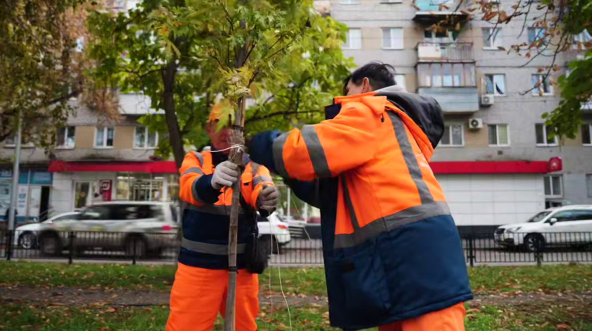 В центре Саратова высадят крупномеры на 40 миллионов рублей в текущем году