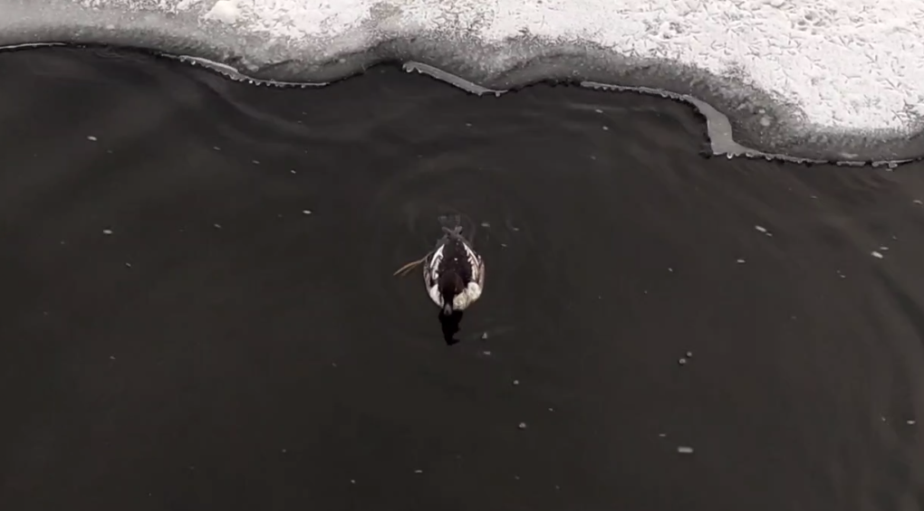 Снимок экрана 2026-01-22 202958.png