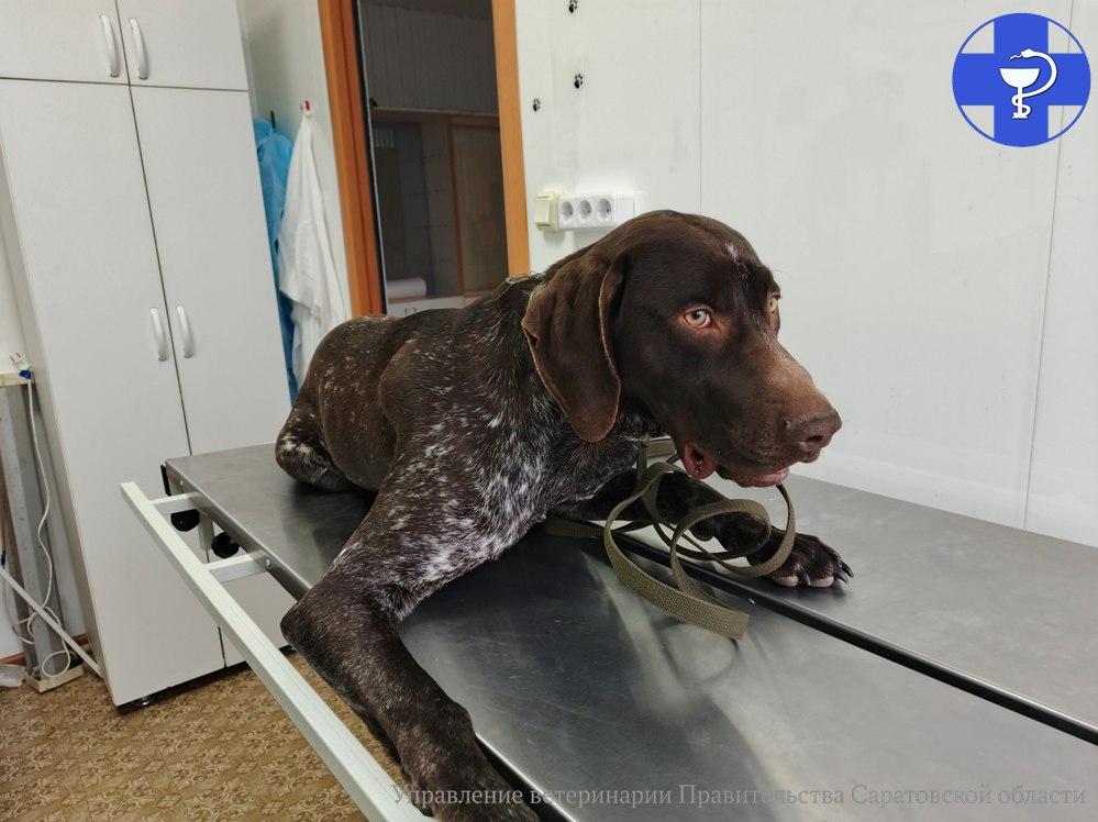 Ветеринары в Саратовской области зашили лоб Хану