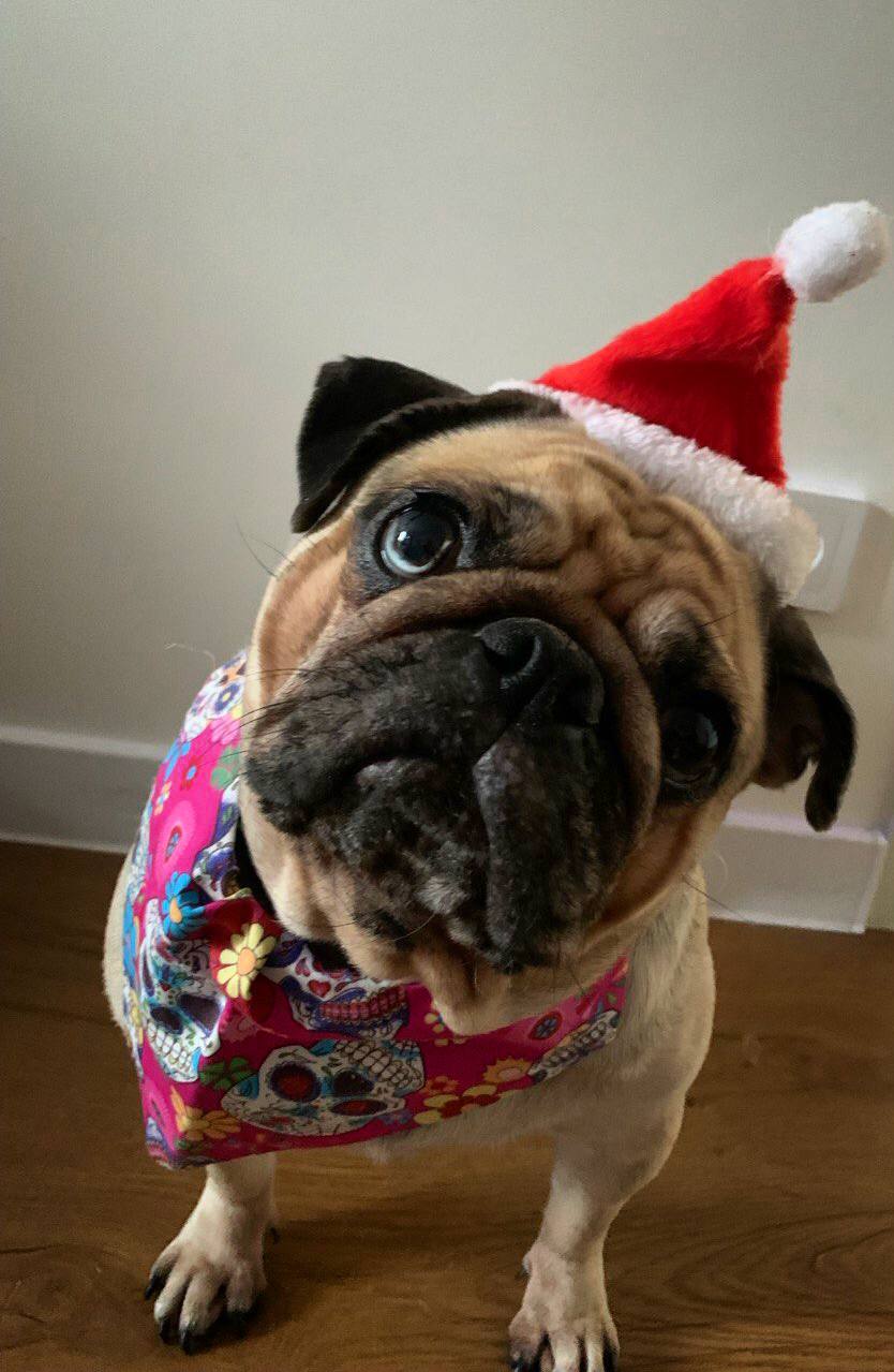 песель, погода, зима.jpg