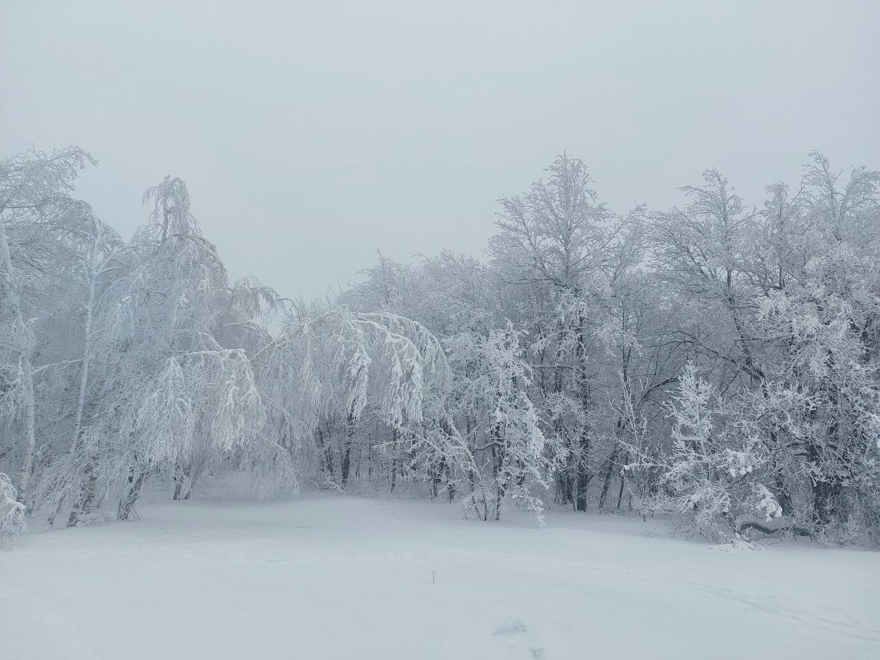 лес, зима, снег