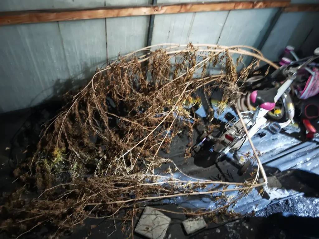 За выращивание трех кустов марихуаны саратовцу грозит до 15 лет лишения свободы