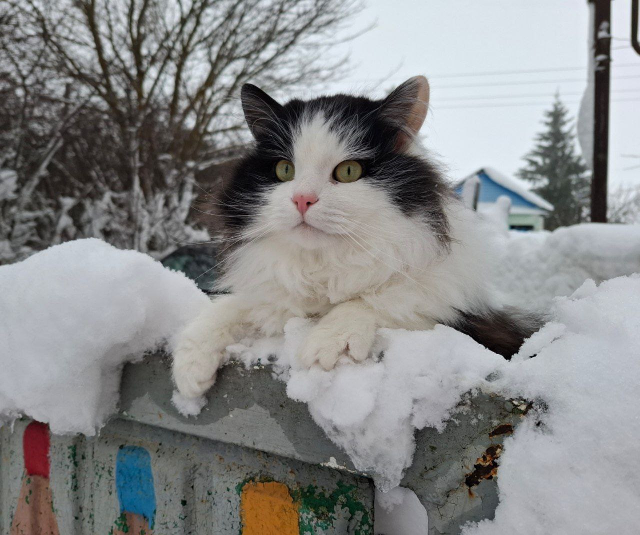 кот, зима.jpg